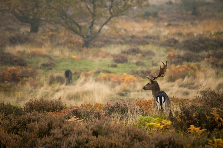 a lone deer in the grass near a tree