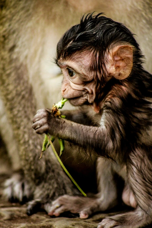 a small monkey is eating a green leaf