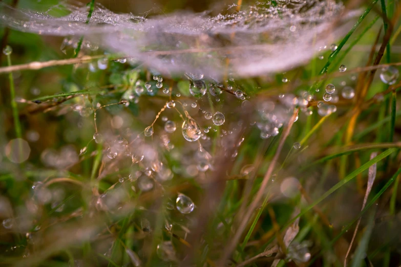 some drops of water on the grass