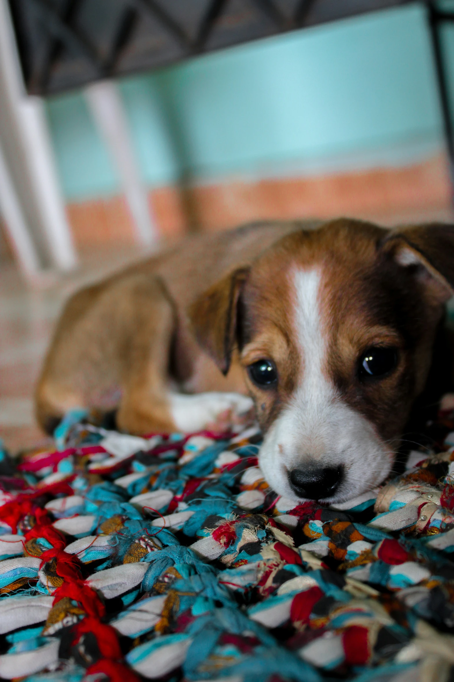 a small dog lays on a colorful blanket