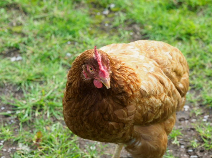 a chicken stands near the ground with one leg in front