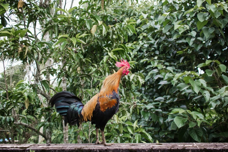 a black and gold rooster with a red comb is perched on the ledge