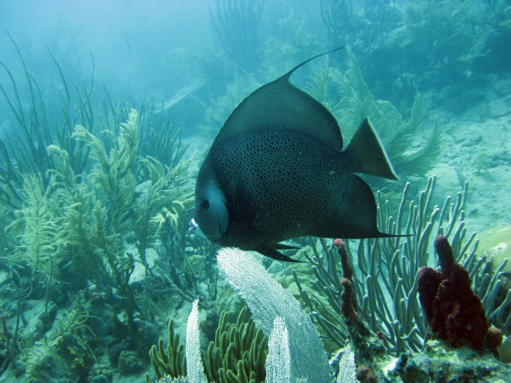 black fish with green eyes swimming by plants