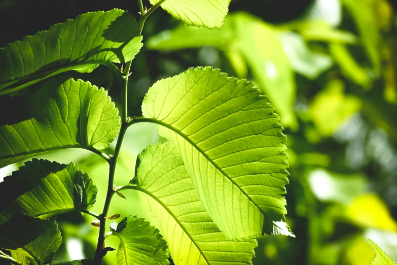 the leaves of a tree with lots of green