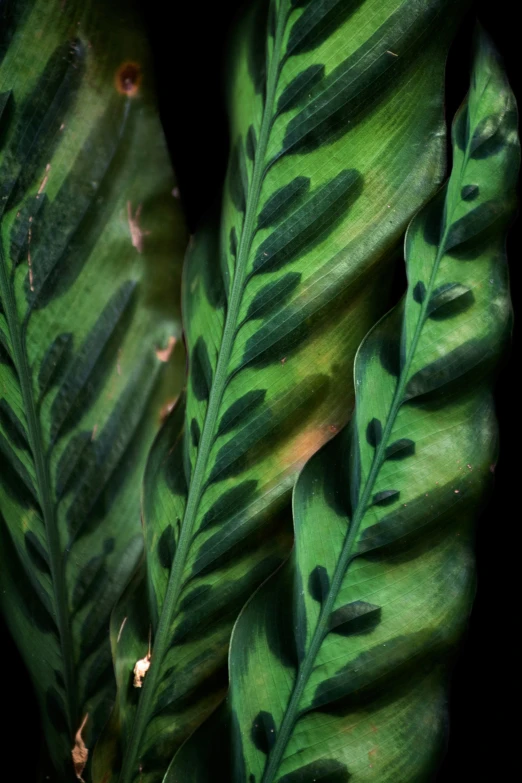 some very big leafy leaves with a black background