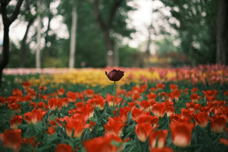 there is a large field of flowers in the middle of it