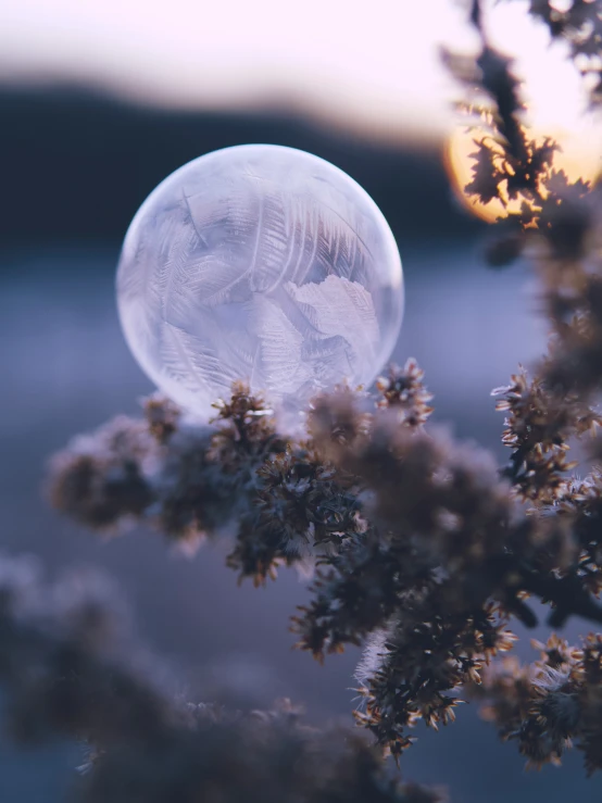 a clear bubble sitting on top of a tree nch