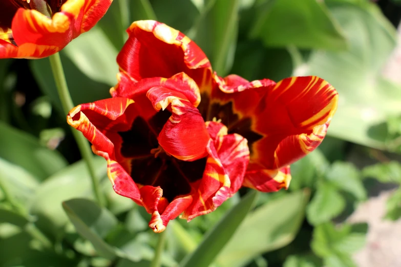 a close up of some red and yellow flowers