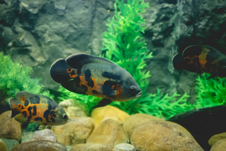two gold fish are swimming in an aquarium with some rocks