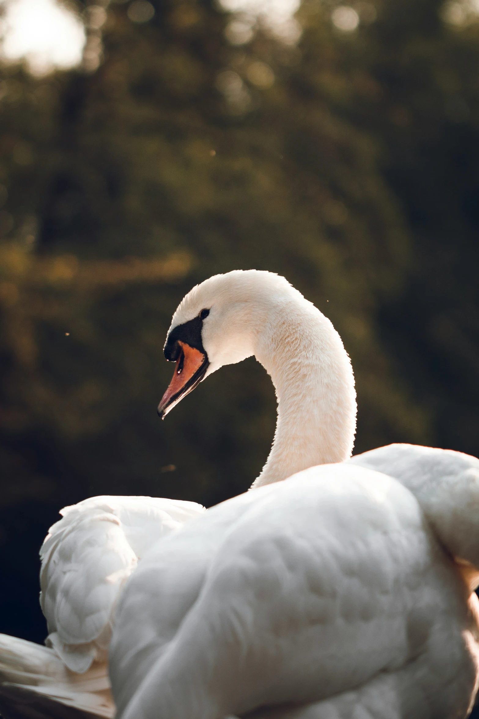 a close up of a white bird with orange beak