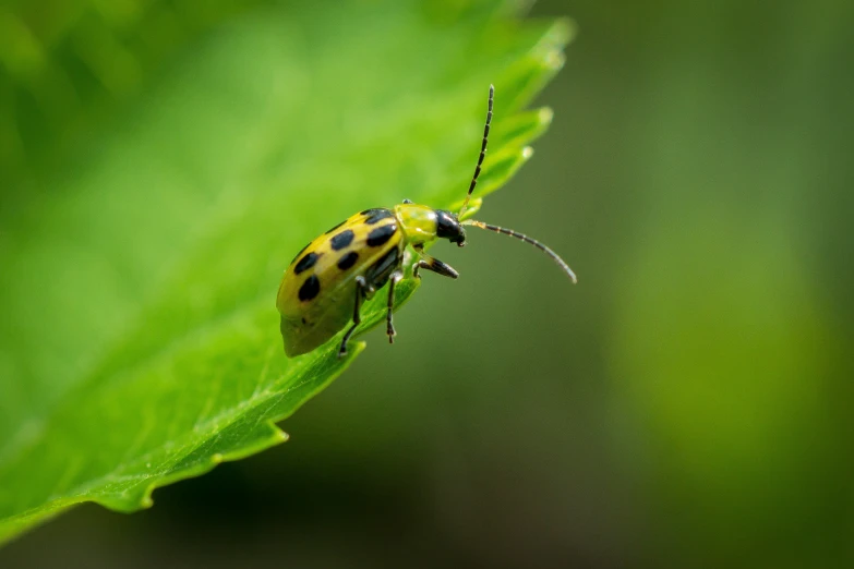 the insect is perched on a leaf outside