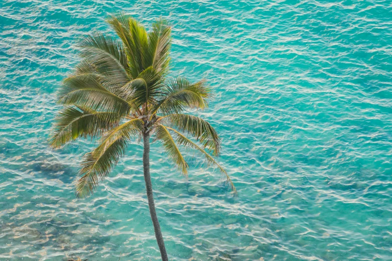 a lone palm tree leans over the water's edge