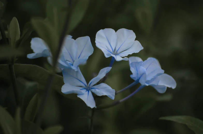 two blue flowers with large green leaves