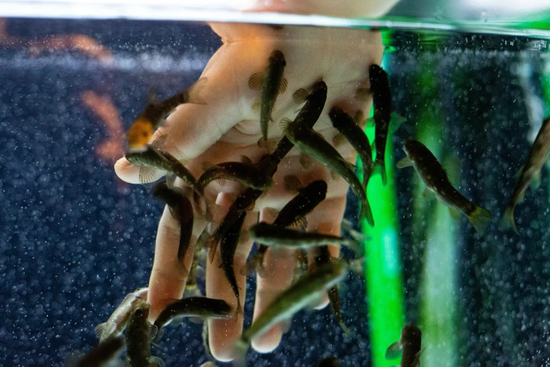 fish swimming near an aquarium tank filled with water