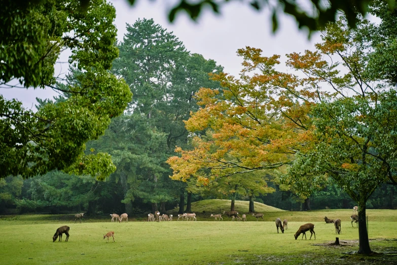 several deer graze on grass in the field