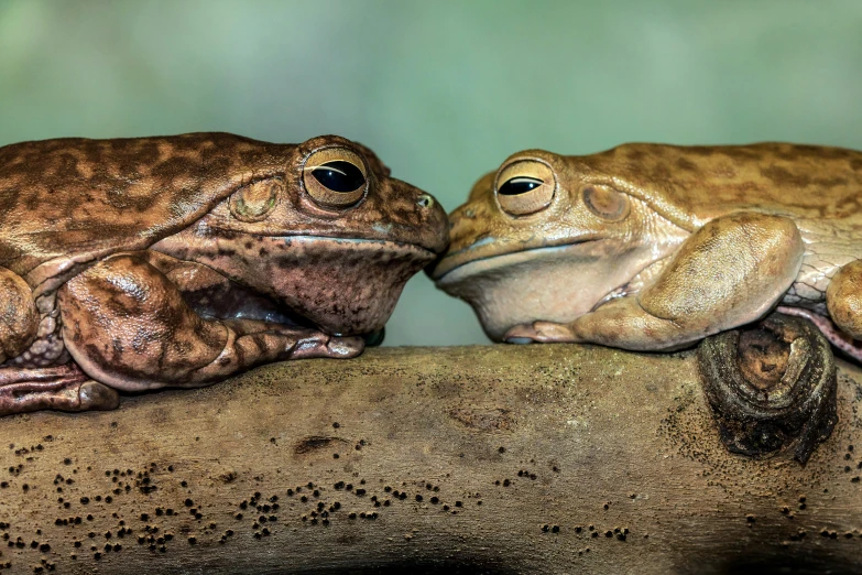 a couple of brown and black frogs sitting on top of each other