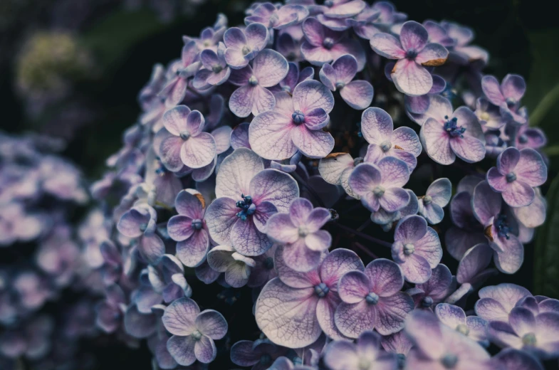 a group of small pink flowers are in a bush