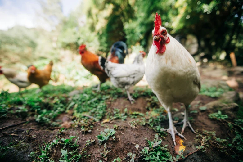 a group of chickens walk on a grassy path