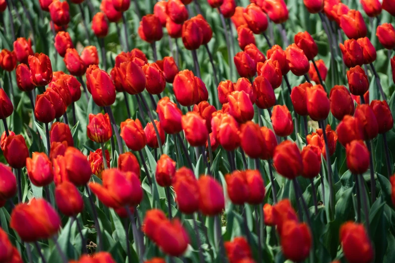 red flowers on a green field in the sun