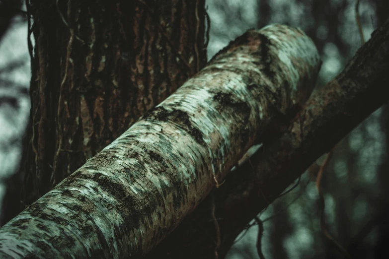 a close up view of the bark on a tree