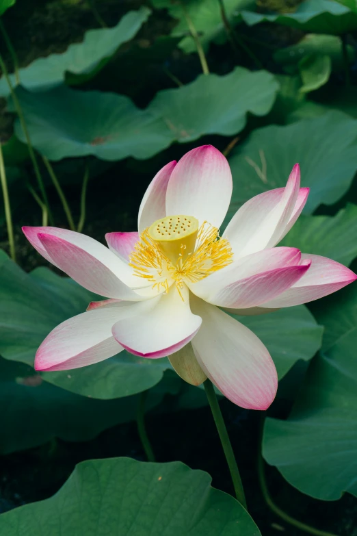 a pink lotus blooming in a pond