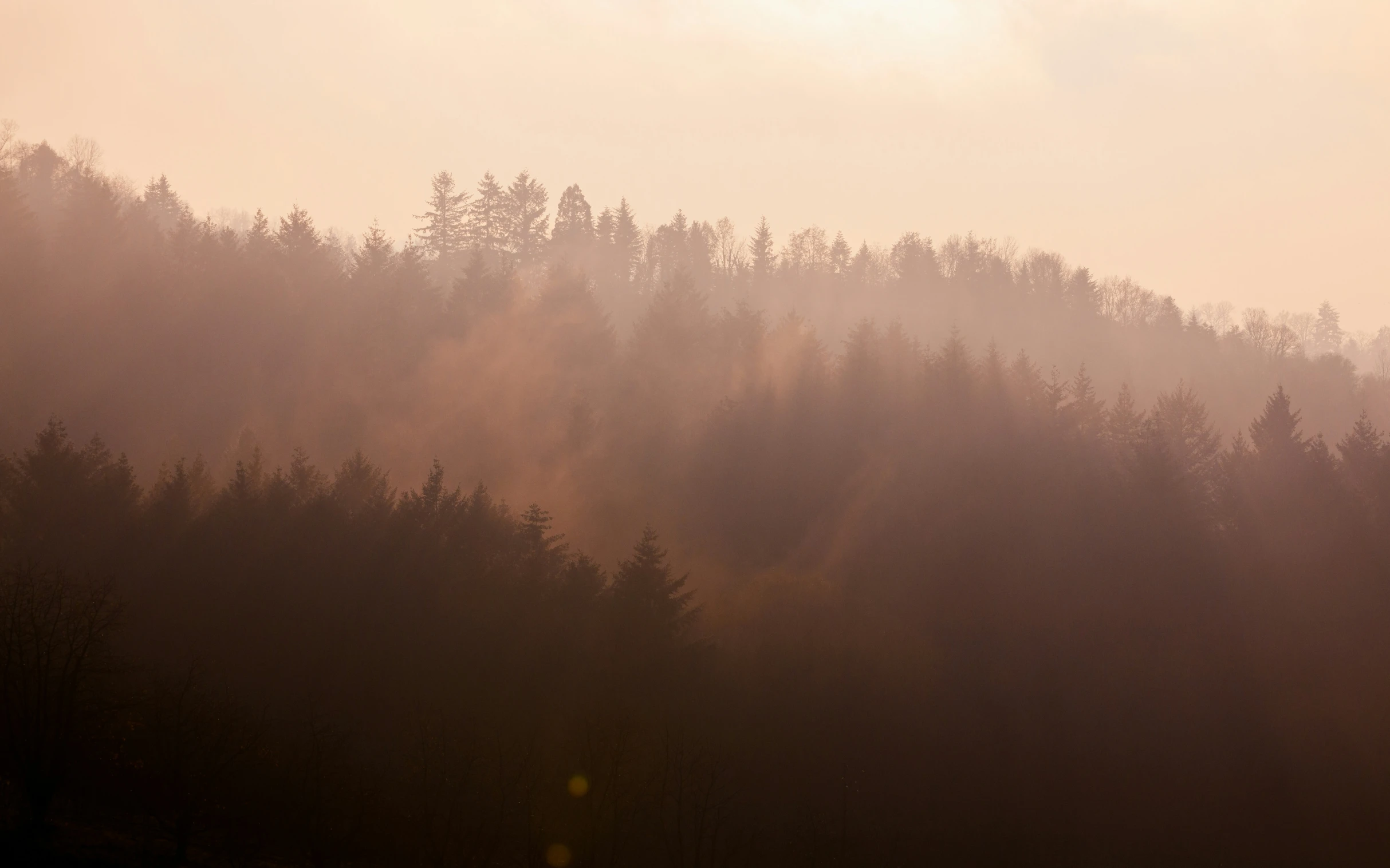 a hazy view of a forest with several trees