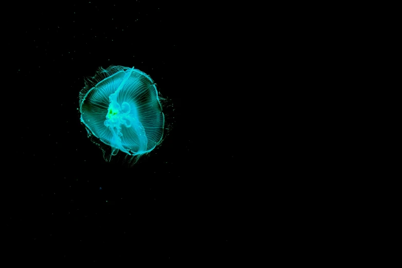 an underwater jellyfish in the ocean at night