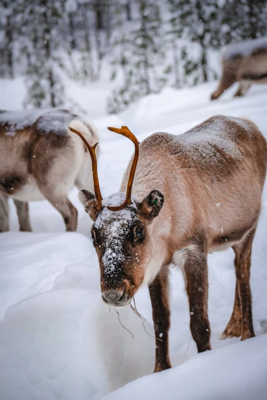 two reindeer standing in the snow in front of trees