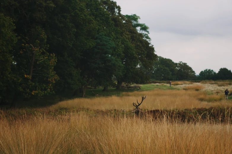 a deer is standing in the tall grass