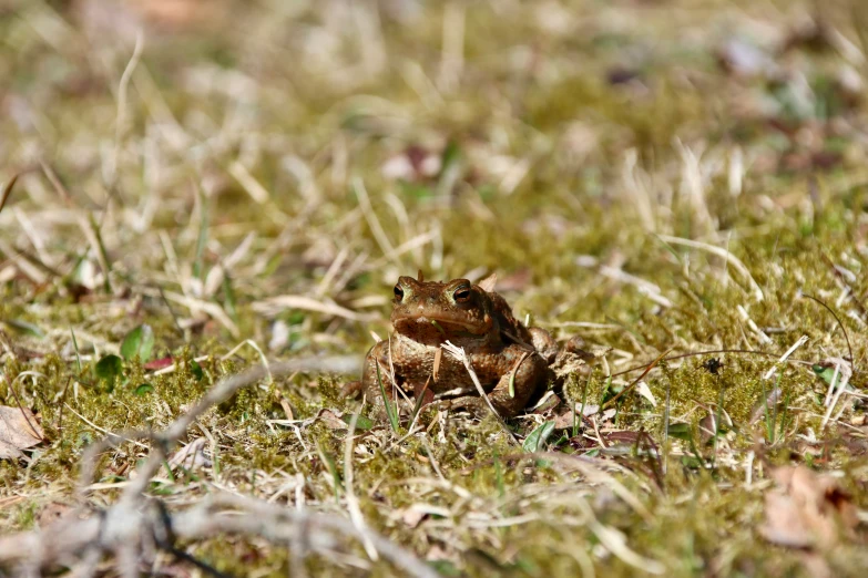 a frog is sitting in the grass while staring