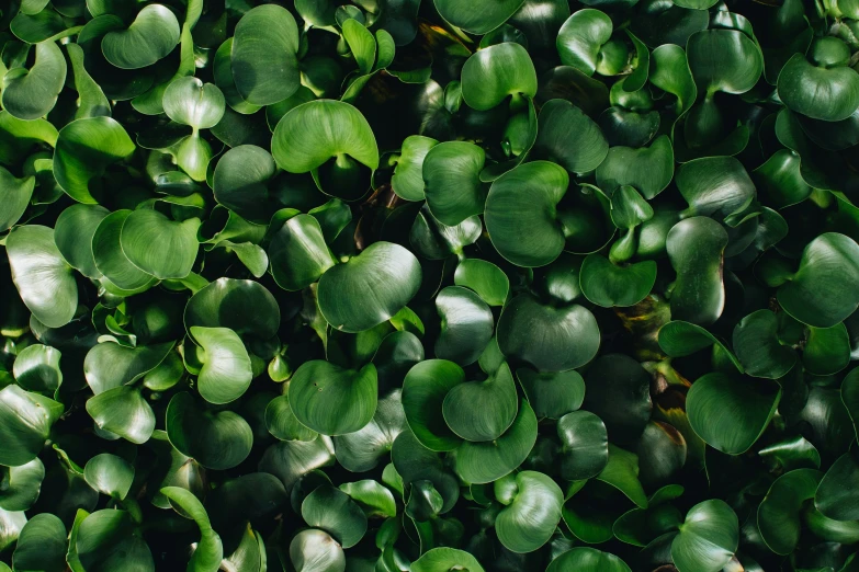 a bunch of small green plants growing together