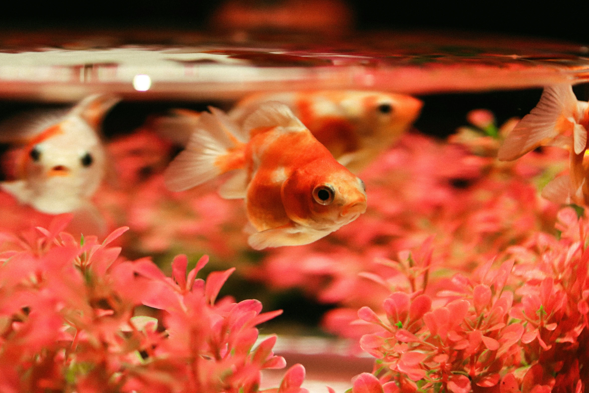 two goldfish in an aquarium on some pink flowers
