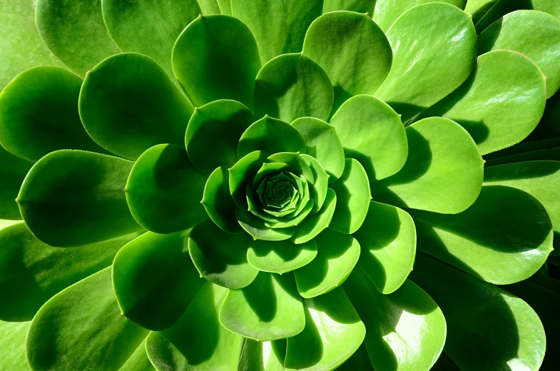 close up view of a very large green flower