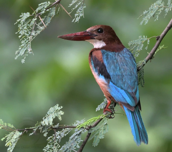 a small colorful bird is sitting on the nch