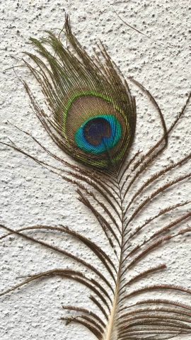 a colorful peacock feather is sitting in the sand