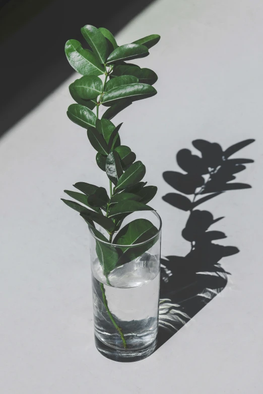 a plant in a glass on a table