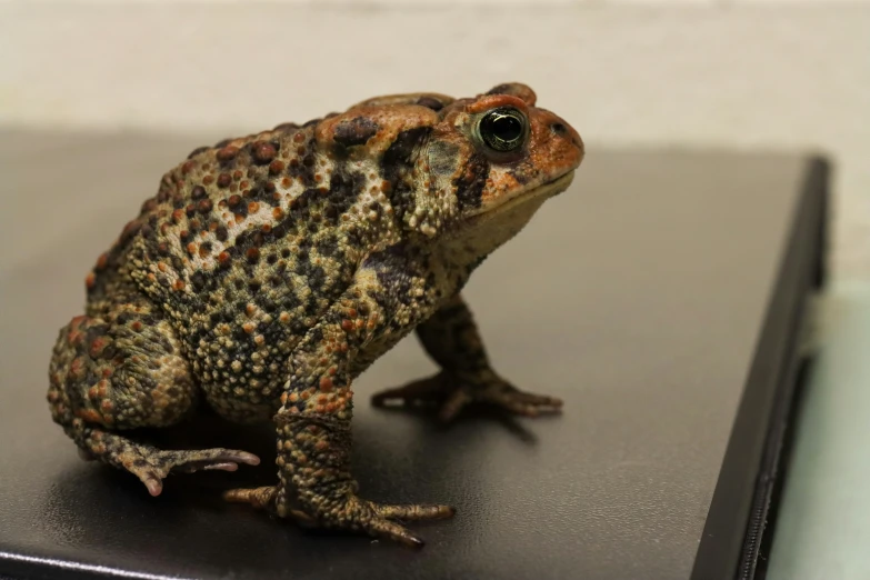 a frog that is on top of a laptop