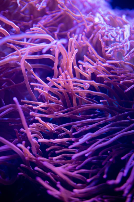 purple anemone coral looking out from the coral