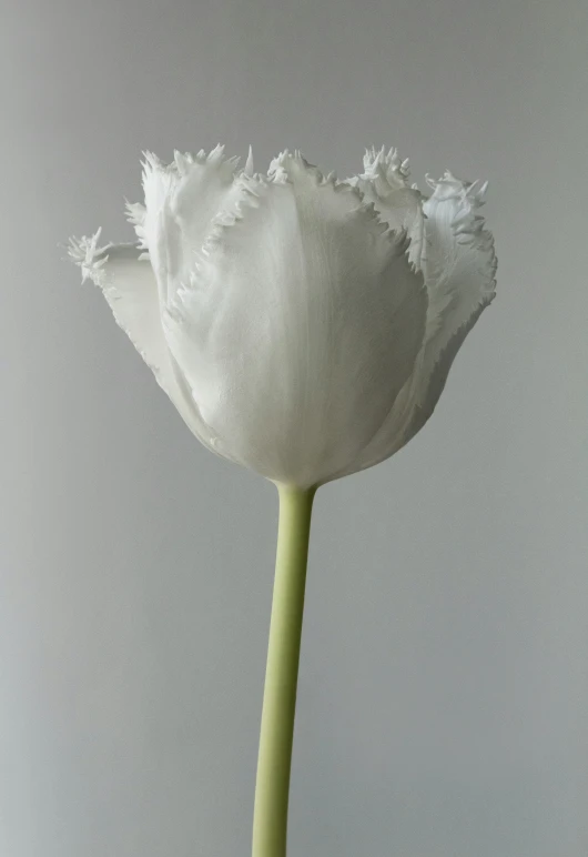 a close up of a flower in a vase