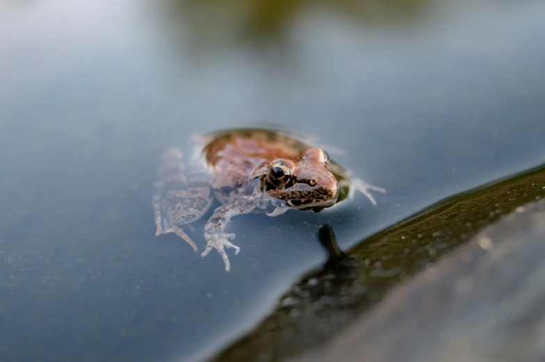 a frog is swimming in the water