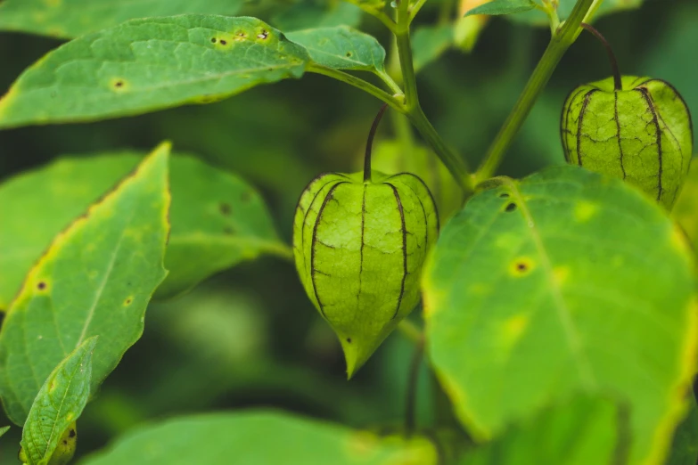 a close up of two pods on a plant