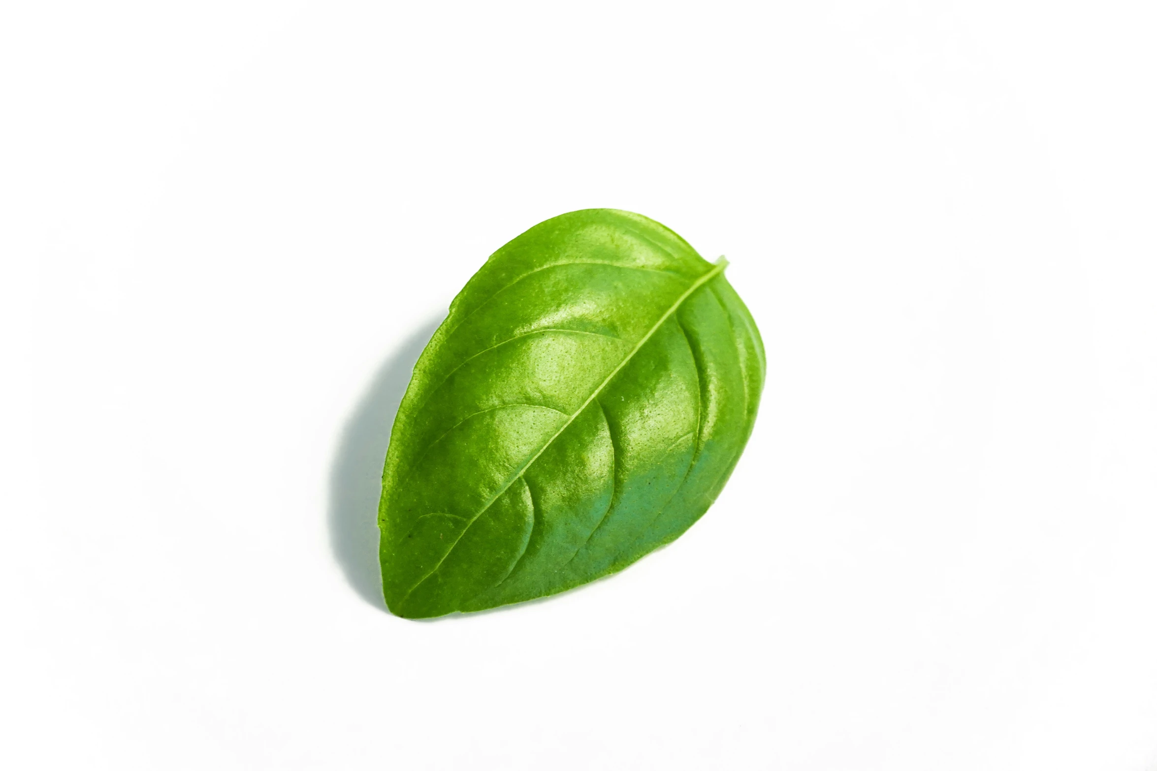 a green leaf on a white background