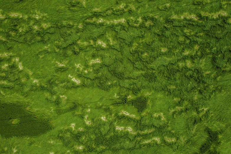 an image of some green grass from above