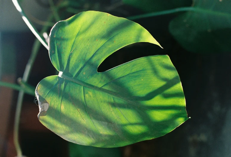 the light shines through a green leaf onto its shadow