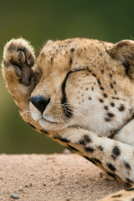 the face of a cheetah laying on a rocky surface