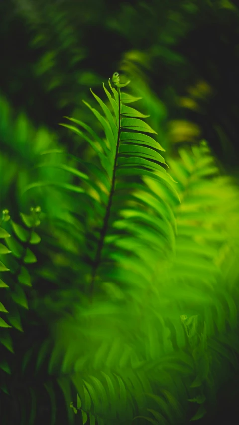 ferns leaves against the dark green background