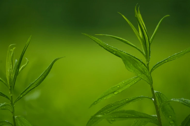 green plants with water droplets on them