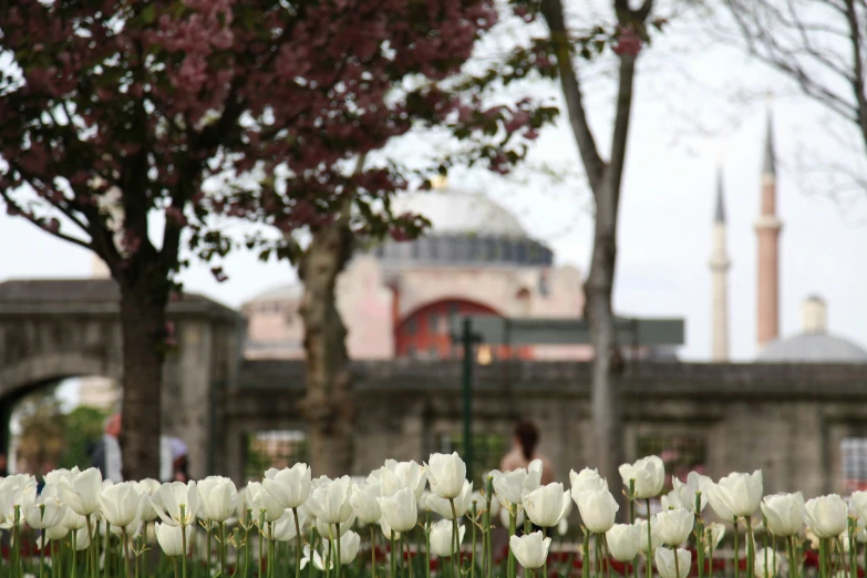 many tulips are in the foreground next to trees