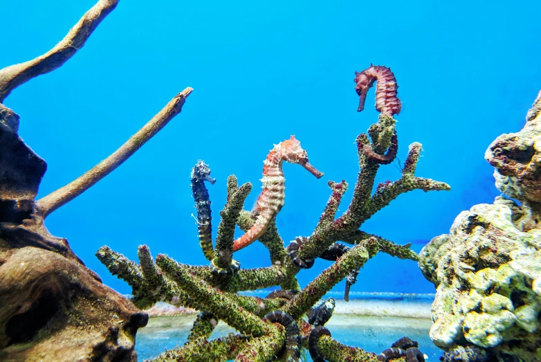 sea horse spiks on some coral, blue sky and water