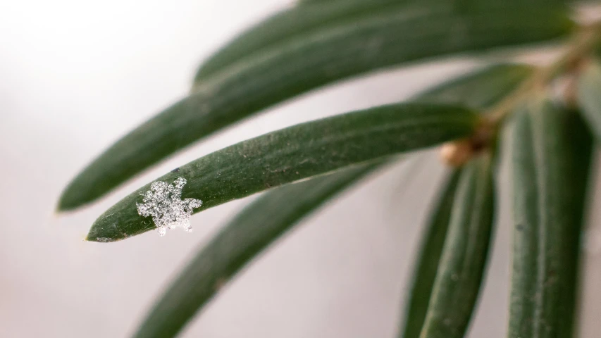 a leaf is shown with a tiny diamond